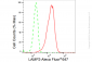 KD-Validated Anti-LAMP2 Rabbit Monoclonal Antibody